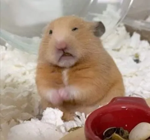 Ảnh hiển thị chuột hamster ánh mắt long lanh