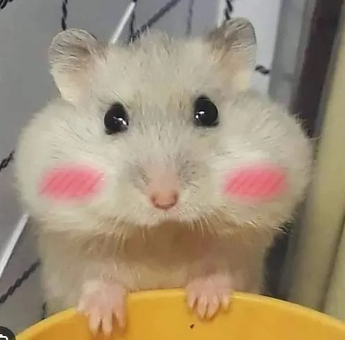 Ảnh avt Zalo Hamster Robo nét vẽ tròn