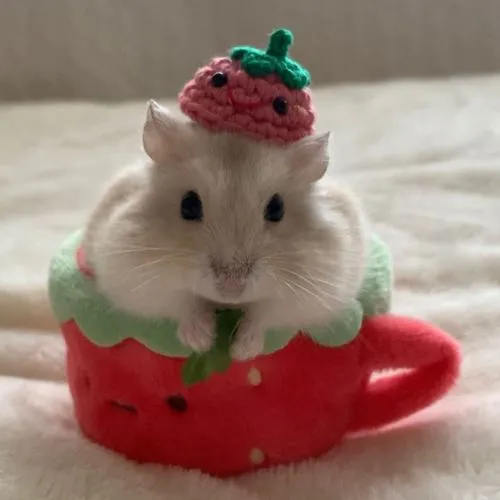 Mũi và ria làm biểu cảm gương mặt sinh động