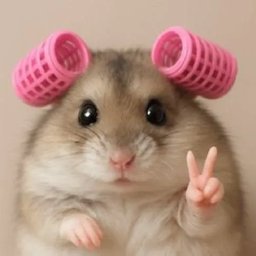 Ảnh profile chuột hamster cute hợp cả nam lẫn nữ dùng lâu không chán