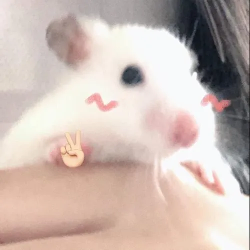Avatar hamster cute mũm mĩm nhìn là thấy năng lượng tích cực
