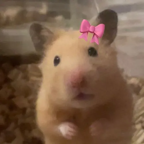 Chuột hamster mắt tròn ánh mắt long lanh dễ mến