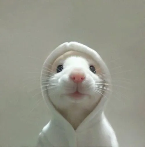 Hình profile Tiktok Hamster Syrian mắt tròn