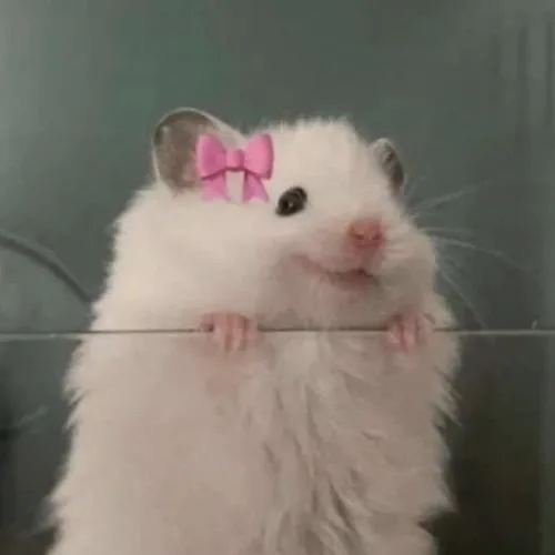 Tỉ lệ và bố cục dẫn ánh nhìn long lanh