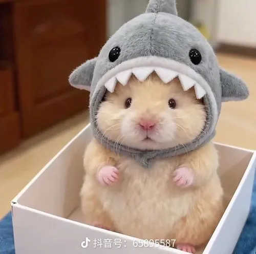 Ảnh profile chuột hamster cute dành cho ai thích sự đáng yêu tinh tế