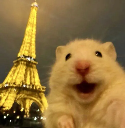 Ảnh đại diện Hamster Winter White phong cách chibi