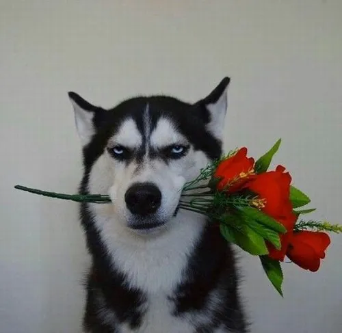 Hình chó meme khai thác ánh sáng làm nổi biểu cảm mặt