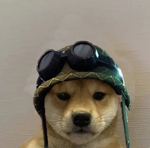 Ảnh đại diện chó bắt trọn ánh mắt vô hồn giữa phông nền đơn giản