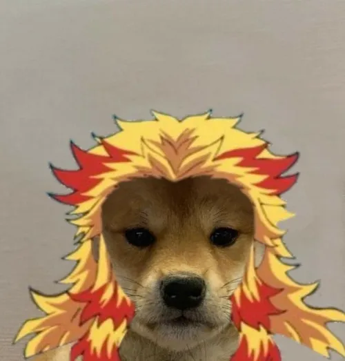 Ảnh chó vô tri mang cảm giác nhìn là muốn cười ngay lập tức