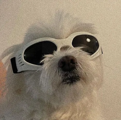 Sự bí ẩn của chó nằm ở ánh mắt nhìn xéo