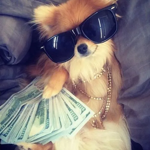 Cảm giác lạnh lùng lan tỏa từ mõm chó và tai dựng