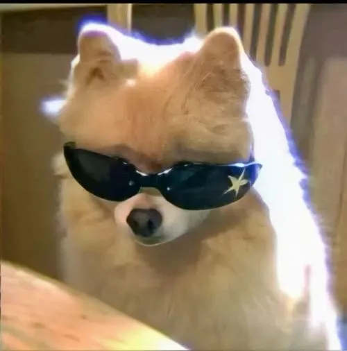 Avt con chó cá tính với biểu cảm bất cần và khí chất lạnh