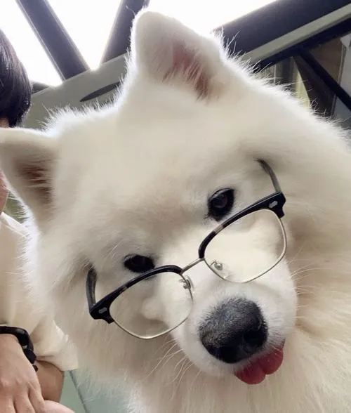 Hình đại diện chó bí ẩn nhấn màu sắc trầm nghệ thuật