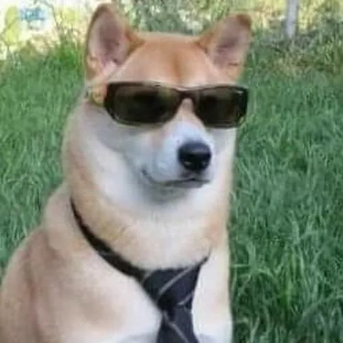 Avatar tạo dấu ấn cá nhân nhờ chó khí chất