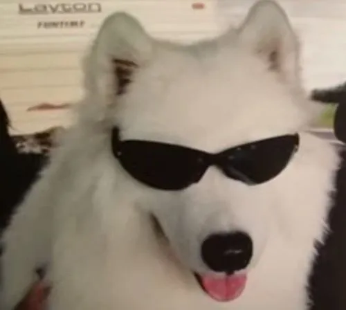 Avt con chó ngầu tập trung ánh mắt sắc và nền ảnh tối