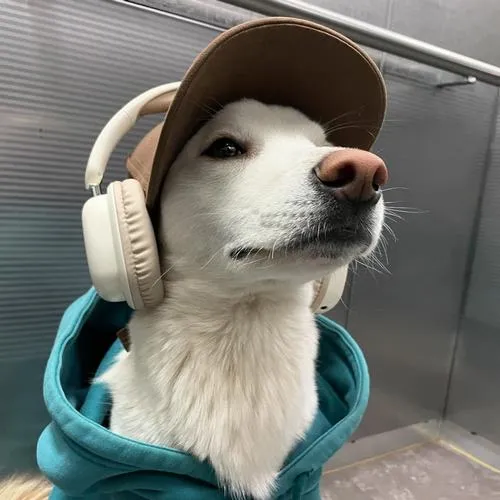 Hậu cảnh làm nền cho biểu cảm giúp chó thêm bí ẩn