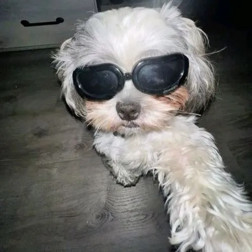 Khoảnh khắc chó thể hiện cá tính qua ánh mắt rất bí ẩn