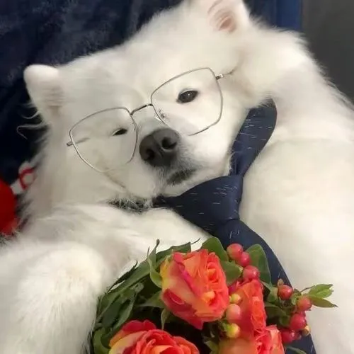 Ảnh profile chó chất mang vibe trầm tĩnh lạnh màu