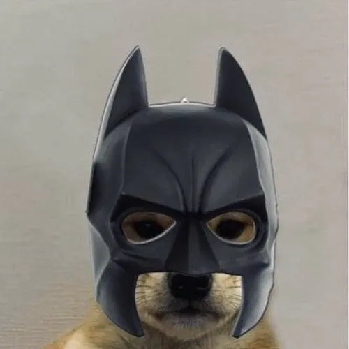 Avt con chó ngầu thể hiện khí chất qua ánh mắt sắc