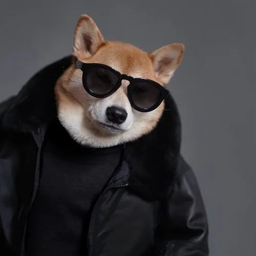 Avatar thú cưng phong cách ngầu tạo dấu ấn cá nhân rõ