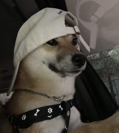 Góc chụp làm nổi bật thần thái của chó lạnh màu