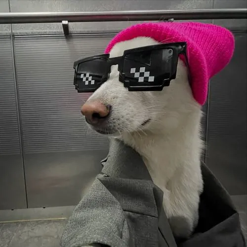 Ảnh đại diện chó lạnh lùng khắc họa vibe trầm tĩnh rõ nét