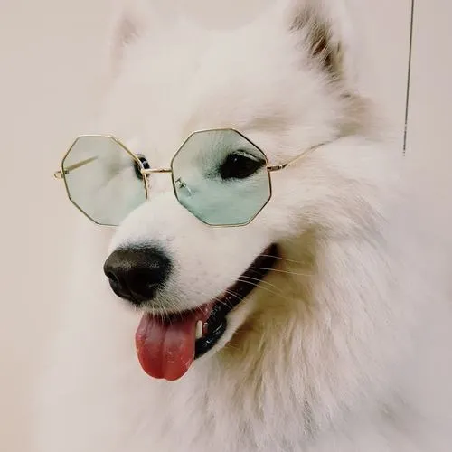 Hình đại diện chó ngầu với ánh sáng một bên tạo chiều sâu