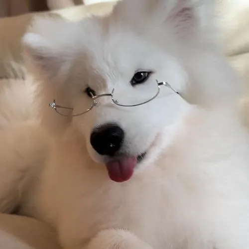 Avatar chó ngầu tối màu cho ai mê phong cách bí ẩn