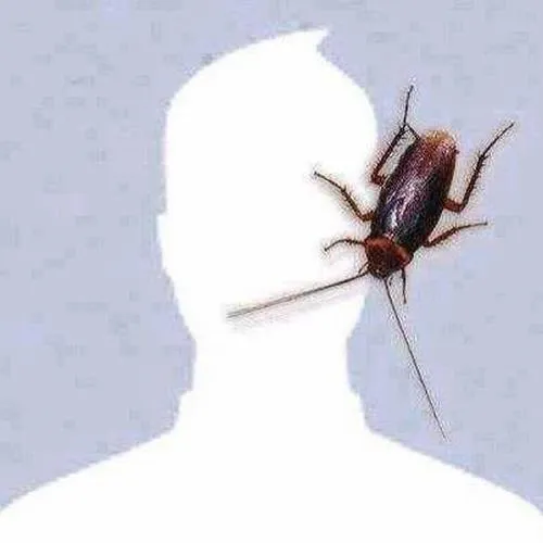 Ảnh avt Zalo gián đáng yêu phong cách minh họa hoạt hình