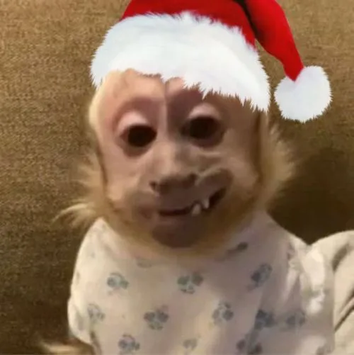 Ảnh profile Tiktok khỉ hoạt hình biểu cảm lém lỉnh sinh động