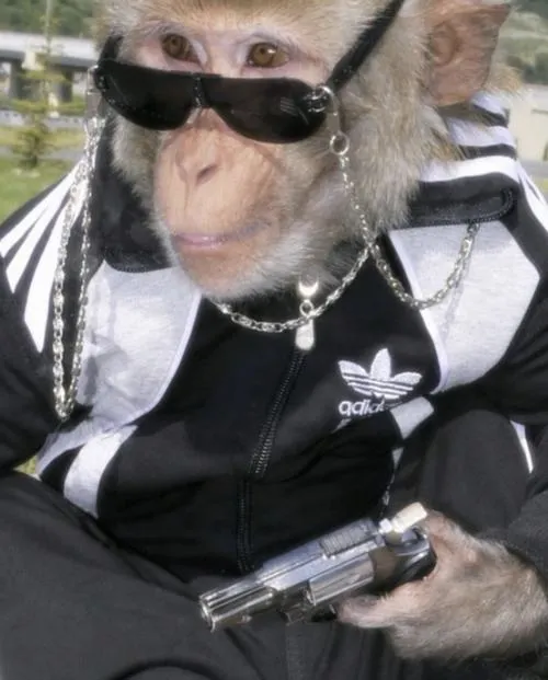 Hình đại diện con khỉ phong cách tinh nghịch trẻ trung