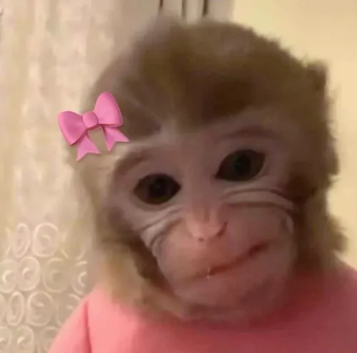 Cách điệu đầu khỉ mắt khỉ tạo biểu cảm mặt sinh động