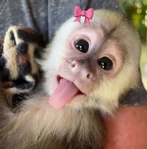 Ảnh hiển thị khỉ biểu cảm hài hước tạo thiện cảm