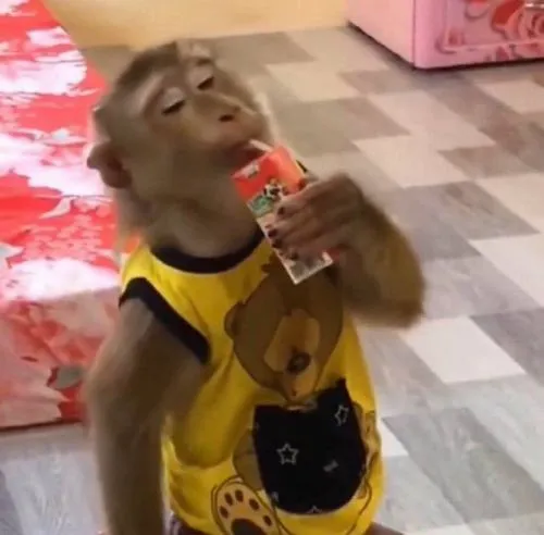 Ảnh đại diện cá nhân khỉ vui nhộn thân thiện