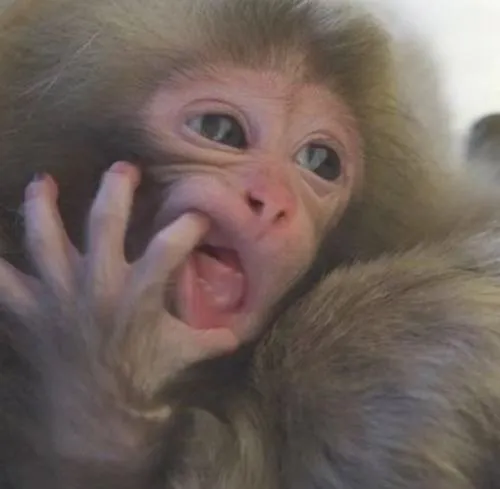 Hình profile cute khỉ ngộ nghĩnh khuôn mặt tròn đáng yêu
