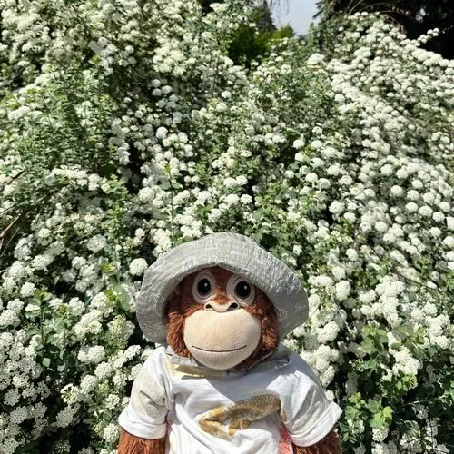 Hình đại diện ngầu con khỉ cá tính người dùng