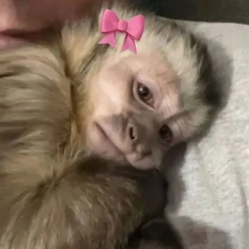 Tạo hình con khỉ trẻ trung gần gũi người xem