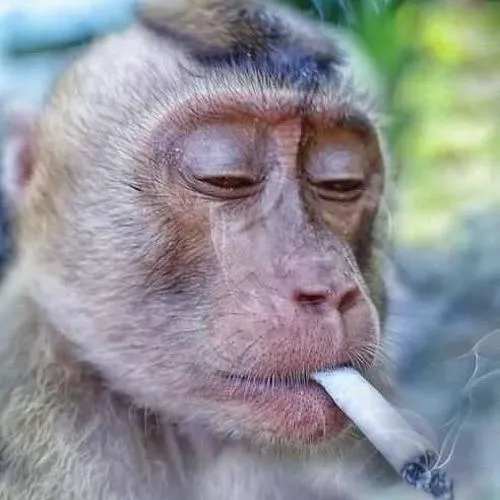 Nhân vật khỉ hoạt hình ánh sáng giả lập tạo chiều sâu