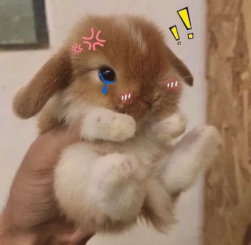 Avatar con thỏ cute và cảm giác chữa lành khi lướt mạng xã hội