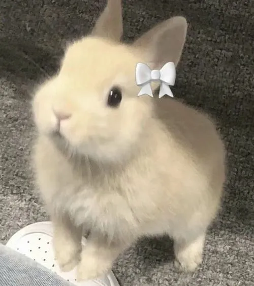 Ảnh avt Zalo thỏ với mắt to tạo sự gần gũi đáng yêu