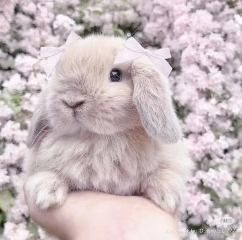 Màu sắc nhẹ kết hợp bố cục đơn giản cho avatar thỏ hài hòa