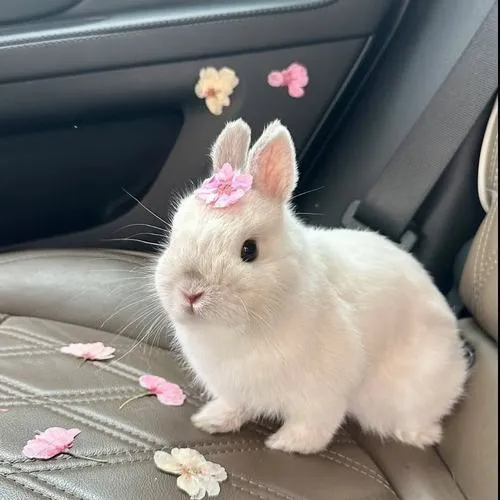 Phong cách minh họa tối giản cho con thỏ tạo cảm giác nhẹ nhàng