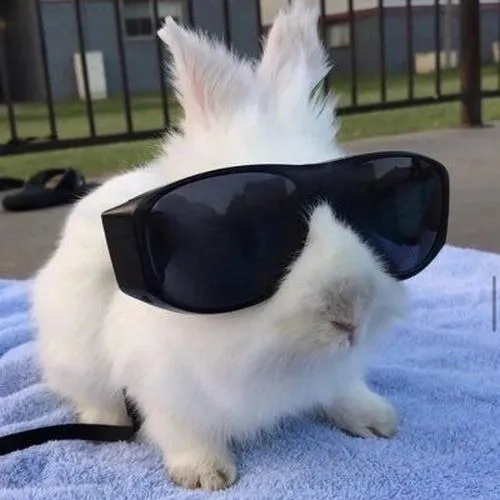 Má hồng thuộc biểu cảm tạo nét ngọt ngào cho thỏ