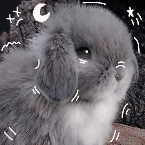 Vì sao avatar con thỏ cute luôn được chọn làm ảnh profile lâu dài