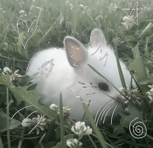 Biến ảnh đại diện quen thuộc bằng avatar con thỏ cute