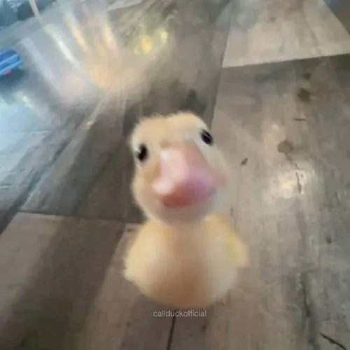 Hình đại diện con vịt mang cảm giác vui vẻ rất dễ lan tỏa