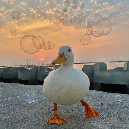 Avatar vịt dễ thương với nền ảnh sáng trong trẻo