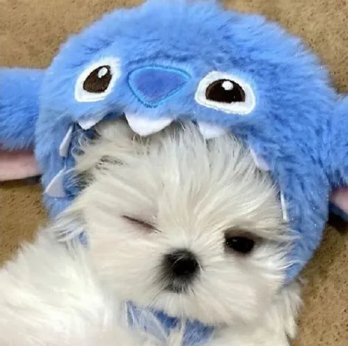 Avatar cún con cute nhìn thôi cũng thấy ngày bớt mệt