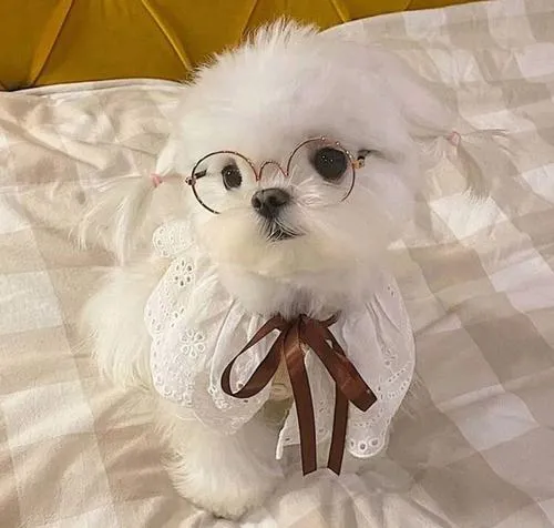 Ảnh avatar ngầu cún con vẫn giữ ánh mắt ngây thơ