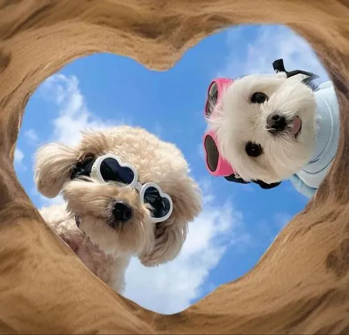 Ánh sáng nhẹ giúp cún con toát cảm giác dễ thương